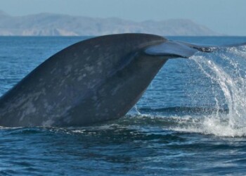 Continua la strage di balene nel Pacifico. L’ultimo “safari marino” dei giapponesi con 177 prede