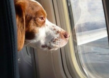 Invito a cena con fido: a Treviso apre il ristorante canino dove portare i propri amici a 4 zampe