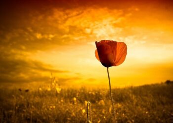 Una mensa scolastica su tre presenta carenze igienico-sanitarie