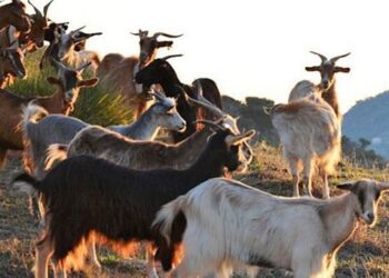 Pastore disabile derubato, colletta per il gregge