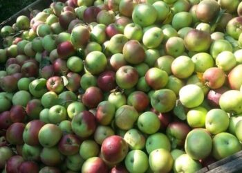 Agricoltura: al via raccolta mele, la “qualita’ sara’ buona”