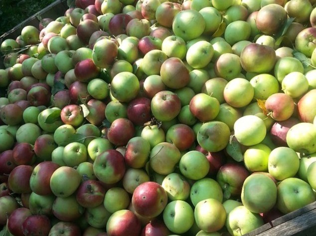 Agricoltura: al via raccolta mele, la “qualita’ sara’ buona”