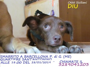 Barcellona Pozzo di Gotto (ME) -SMARRITO!!!!-