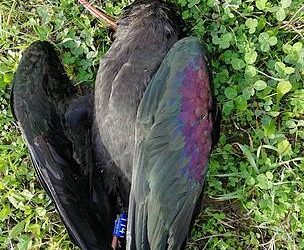 Bracconaggio, ucciso a fucilate in Toscana un raro ibis eremita