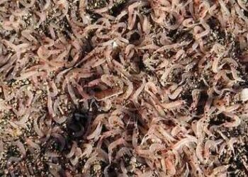 Ischia: Gamberetti spiaggiati ,un fenomeno anomalo