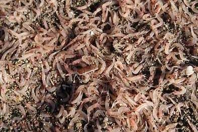 Ischia: Gamberetti spiaggiati ,un fenomeno anomalo