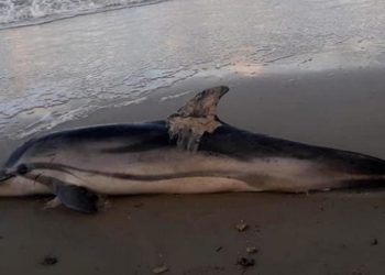Lecce: Delfino ferito da elica trovato morto su spiaggia