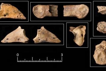 I cani da caccia esistevano già 11.500 anni fa, nel Neolitico