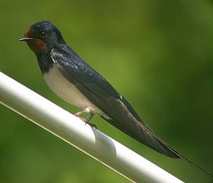 Il Dipartimento delle politiche europee attacca la scienza