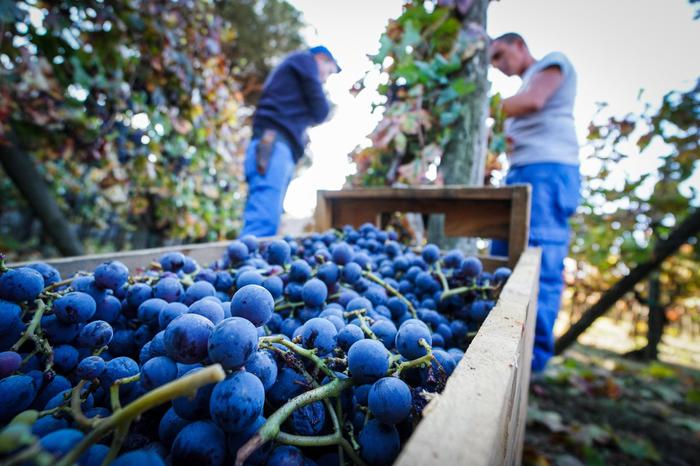 Il ‘genome editing’ del vino, applicazioni e perplessità