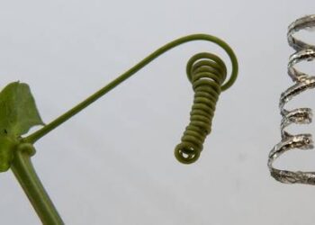 Il primo robot-pianta che si arrampica come un viticcio – VIDEO