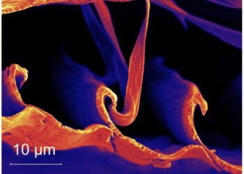 Le penne degli uccelli ispirano gli adesivi del futuro