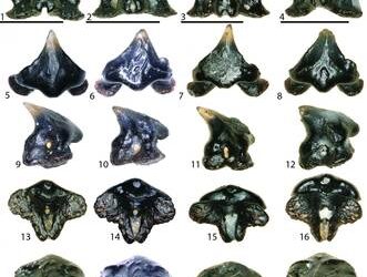 Lo squalo preistorico nascosto all’ombra del T-Rex