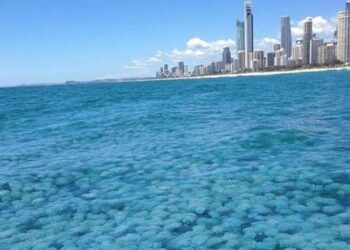Australia invasa da meduse, 3.500 persone punte
