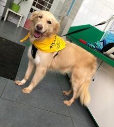 Messina: Chicca,taglia media cerca casa