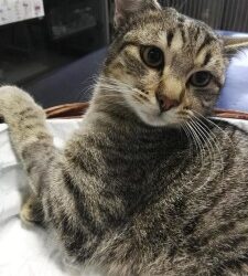 Messina : Gattino di circa otto mesi cerca casa
