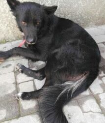 MESSINA: Lui è Nero, un incrocio di lupo, pastore belga.