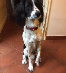 Messina: Snoopy cerca casa