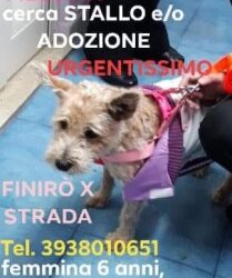 MESSINA: Yorkshire cerca con urgenza STALLO e/o ADOZIONE