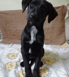 MESSINA:3 Femmine e 1 maschietto Futura taglia media, questi 4 cuccioli dolcissimi di soli 3 Mesi,sono in cerca di casa!!!!