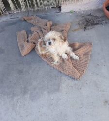 Messina:Balù Shihtzu di 9 anni cerca casa