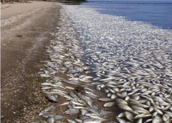 Australia:moria di  pesci per la siccità, un vero e proprio disastro ambientale.