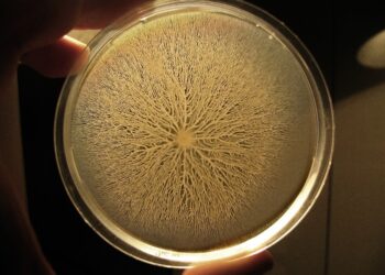 Primi dati dall’esperimento che durerà 500 anni