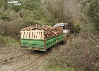 Sorpresi a tagliare alberi, tre arresti