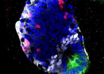 Stampato in 3D il primo midollo spinale, con staminali