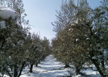 Anomala ondata di maltempo al sud, danneggia le coltivazioni invernali