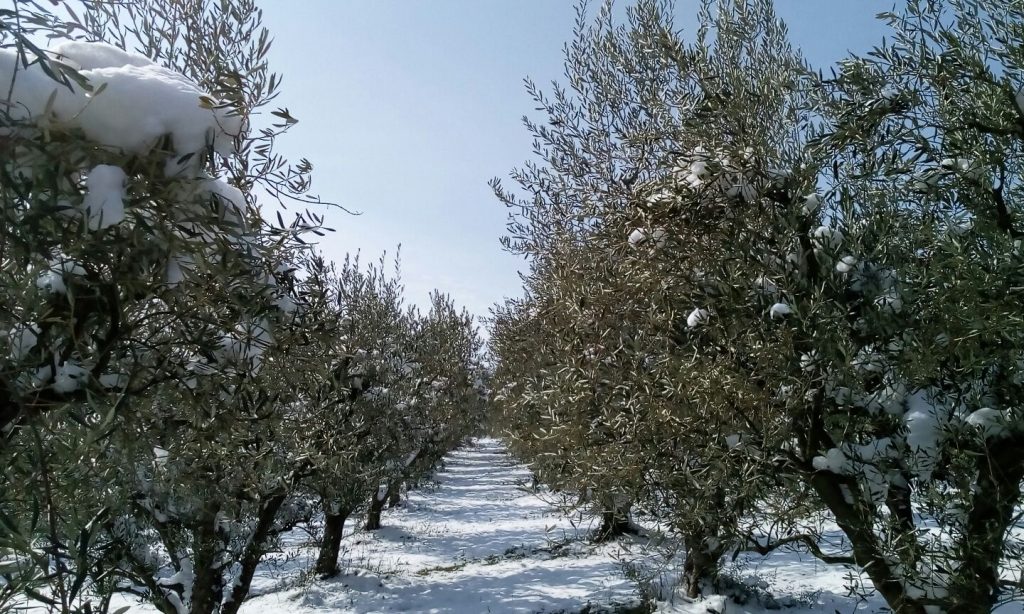 Anomala ondata di maltempo al sud, danneggia le coltivazioni invernali