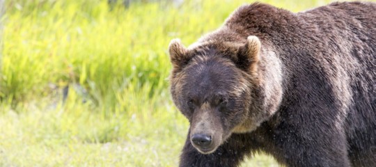 orso salva bambino