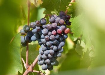 Vendemmia: nel Veneto e’ partita oggi