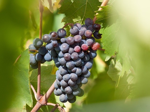 Vendemmia: nel Veneto e' partita oggi