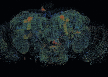 Viaggio nel cervello in tre giorni, con mappatura ‘espresso’ – VIDEO