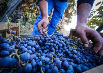 Vigneti, ok graduatoria Piano regionale