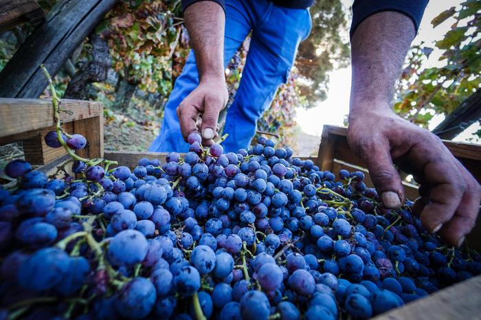 Vigneti, ok graduatoria Piano regionale