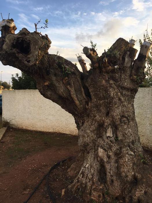 Xylella: Coldiretti Puglia, colpiti 22 milioni di ulivi