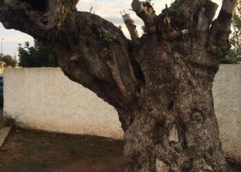 Xylella, colpiti 22 milioni di ulivi