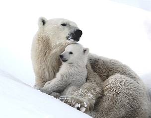 Orso polare mamma con cucciolo nella neve