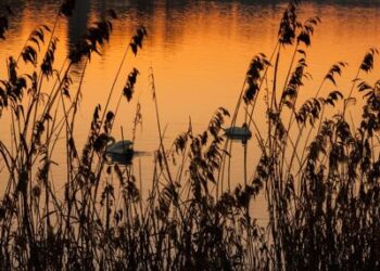 Alimenti: biodiversità in calo, in pericolo il futuro del cibo e dell’ambiente  