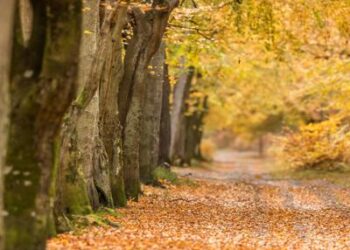 Ambiente: studio, più verde sulla Terra grazie a Cina e India
 