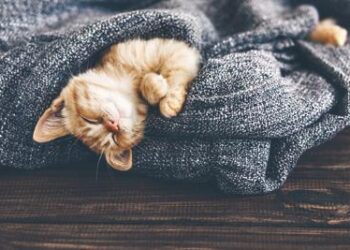 Animali: 55% italiani non bada a spese per la cura del proprio gatto  