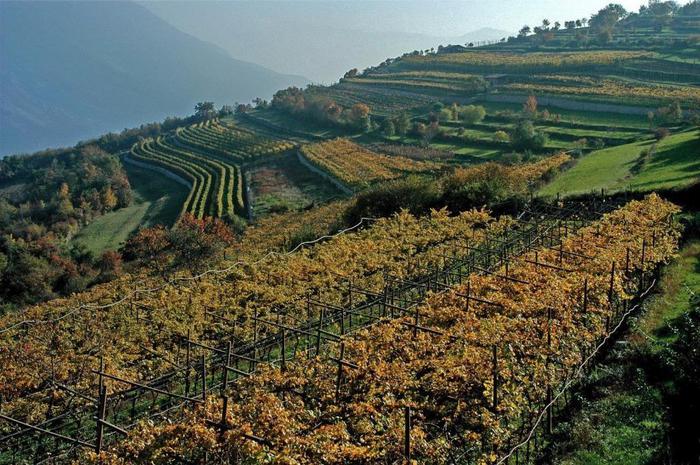 Artevinando 2019 riscopre raro vitigno Ribona