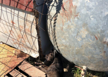 Cane soffocato da catena, una denuncia