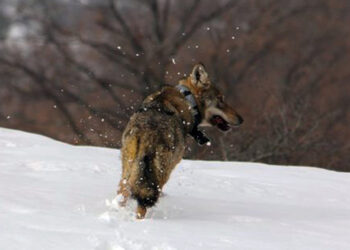 Capriolo attaccato da lupi fuori hotel Ayas