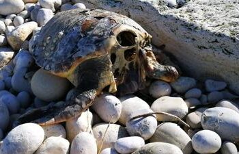 Caretta caretta decapitate in Puglia, forse rito scaramantico
 