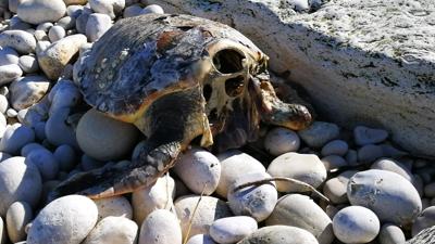 Caretta caretta decapitate in Puglia, forse rito scaramantico