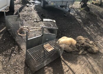 Catturava cinghiali e istrici,denunciato