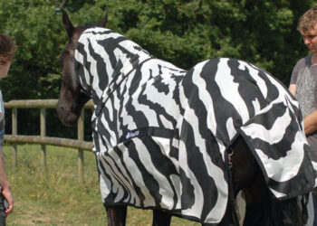 Cavalli mascherati da zebre rivelano il segreto delle strisce
